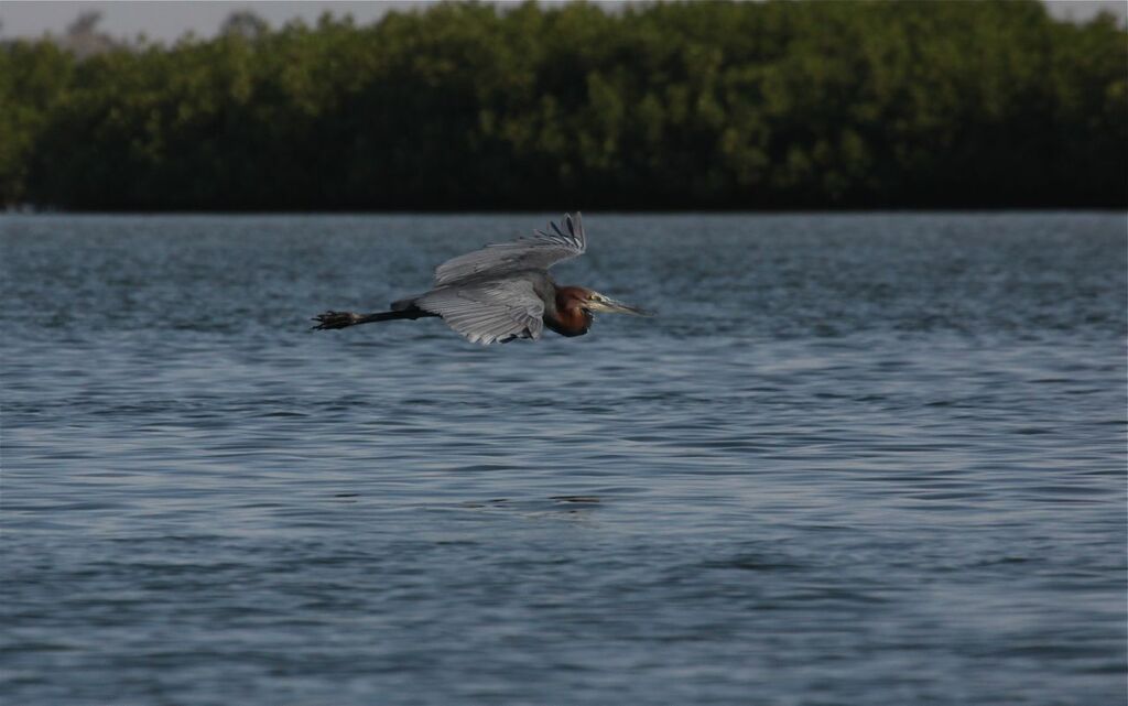 Goliath Heron