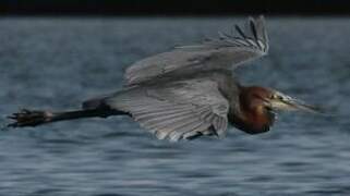 Goliath Heron