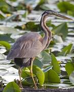 Purple Heron