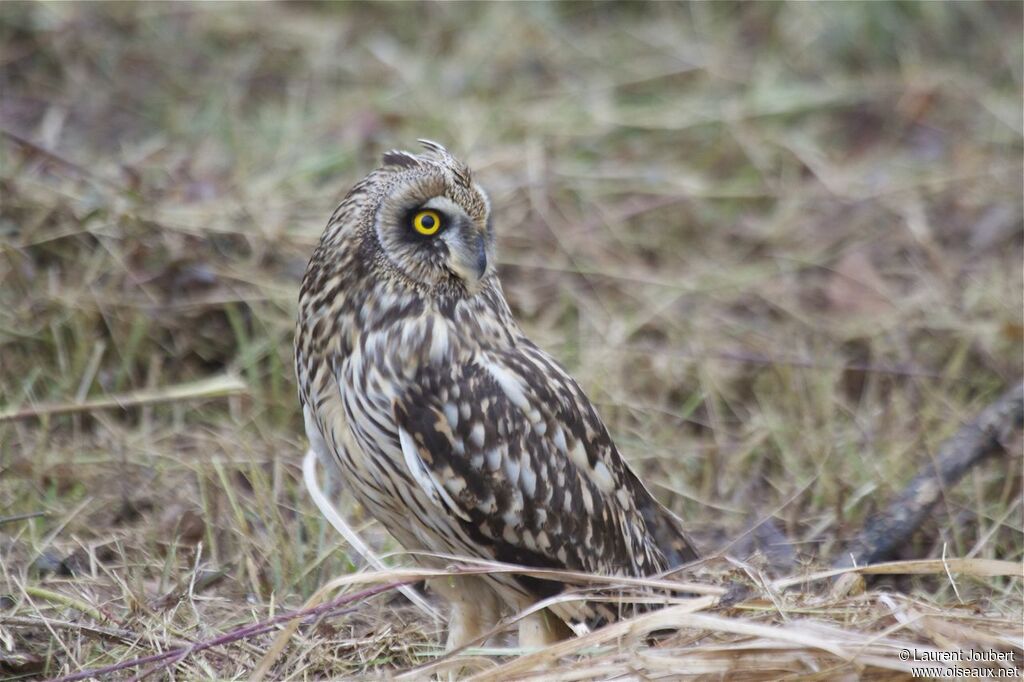 Hibou des marais