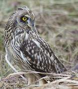 Short-eared Owl