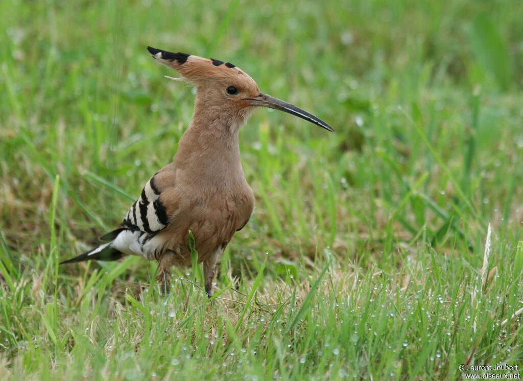 Eurasian Hoopoeadult