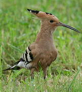 Eurasian Hoopoe