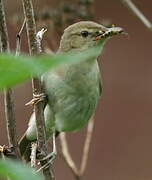 Booted Warbler