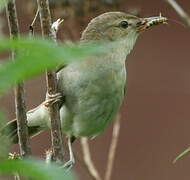 Booted Warbler