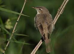 Booted Warbler