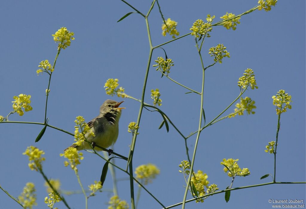 Melodious Warbler