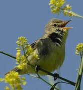 Melodious Warbler