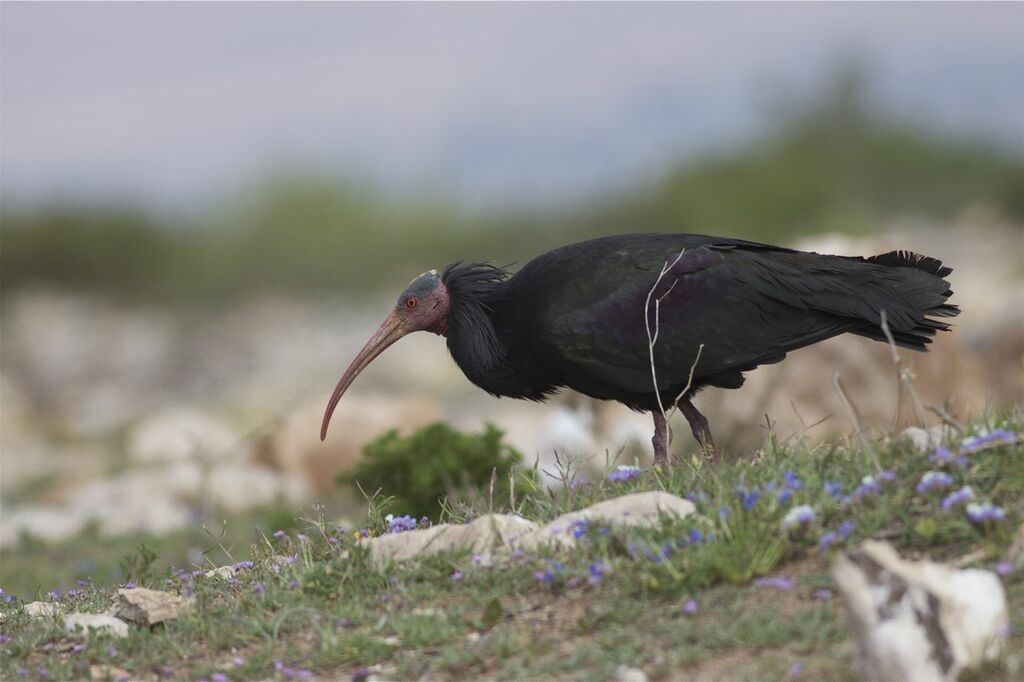 Northern Bald Ibis