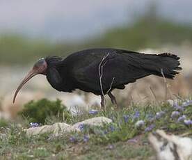 Ibis chauve