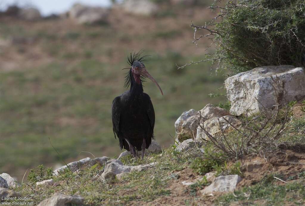 Northern Bald Ibisadult breeding, habitat, pigmentation