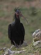 Northern Bald Ibis