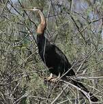 Anhinga d'Afrique