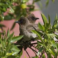 Bulbul des jardins