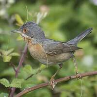 Fauvette passerinette