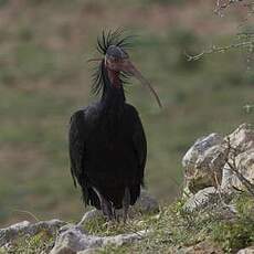 Ibis chauve