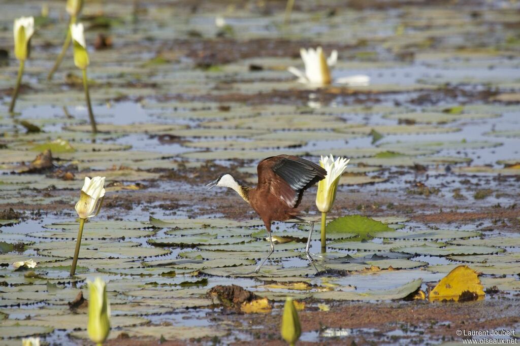 Jacana à poitrine dorée