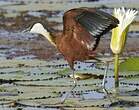 Jacana à poitrine dorée