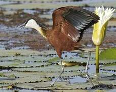 Jacana à poitrine dorée