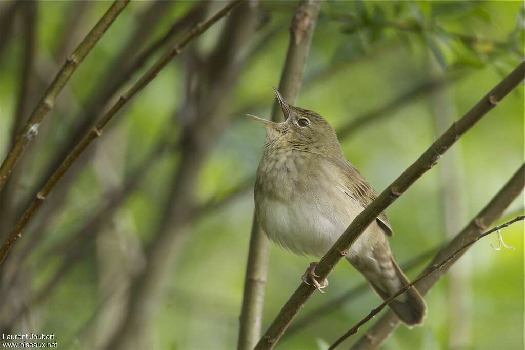 River Warbler male adult breeding, pigmentation, song