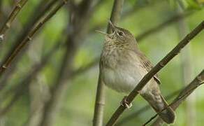 River Warbler