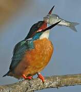 Common Kingfisher