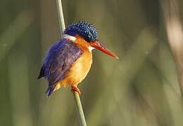 Malachite Kingfisher