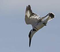 Pied Kingfisher