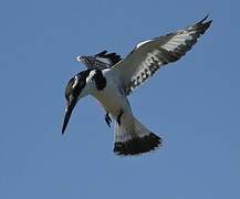 Pied Kingfisher