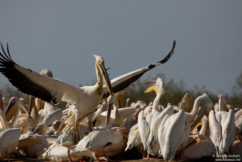 Great White Pelican male adult