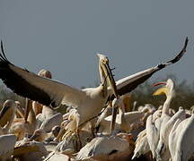 Great White Pelican