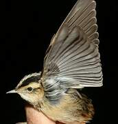 Aquatic Warbler