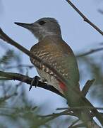 African Grey Woodpecker