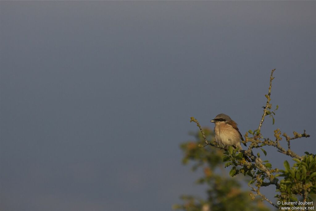 Red-backed Shrike male adult