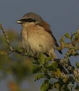 Red-backed Shrike