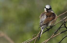 Red-backed Shrike