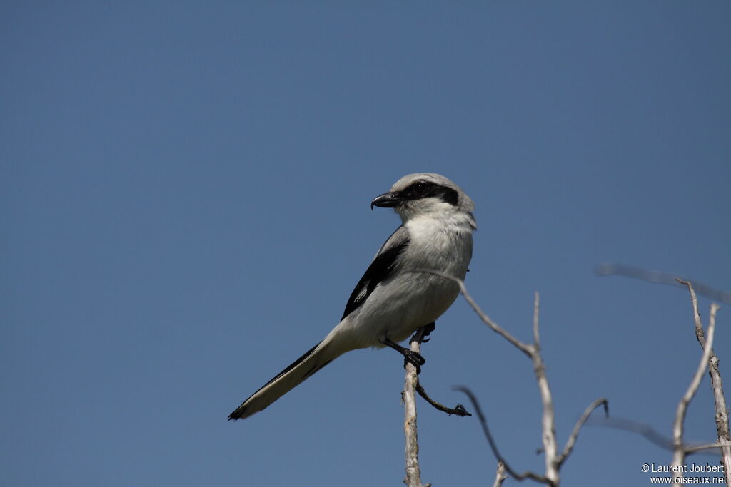 Great Grey Shrikeadult