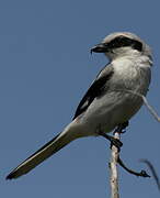 Great Grey Shrike