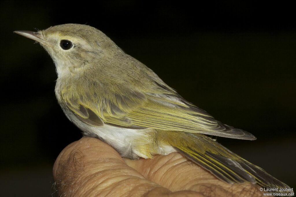 Western Bonelli's Warbler