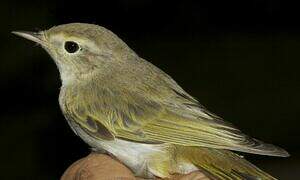 Western Bonelli's Warbler