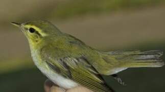 Wood Warbler