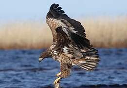 White-tailed Eagle