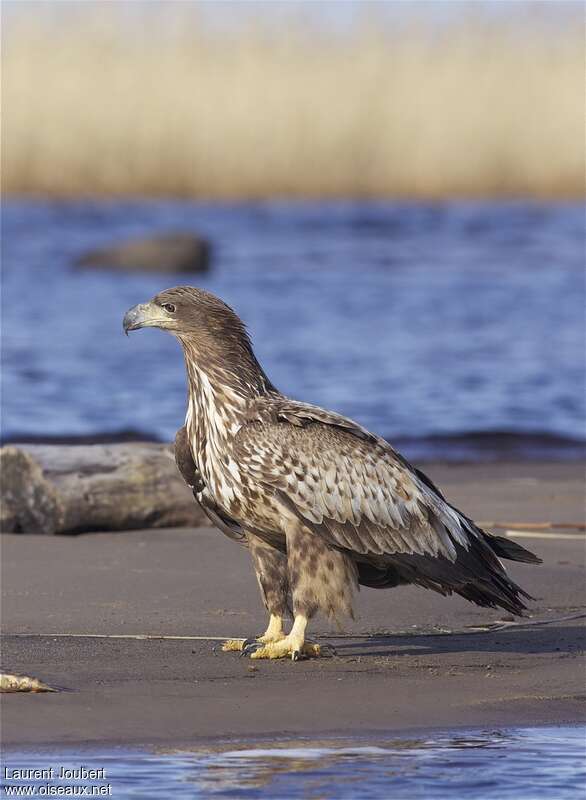 White-tailed Eagleimmature, identification