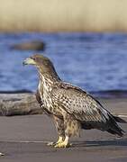 White-tailed Eagle