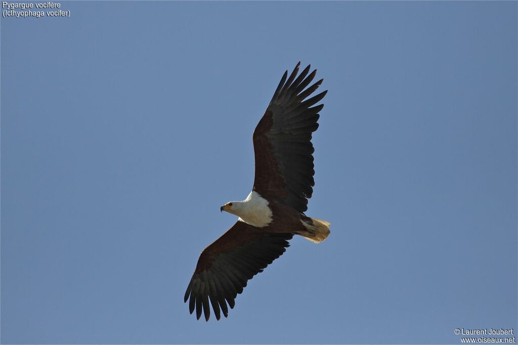 African Fish Eagle