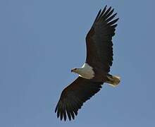 African Fish Eagle