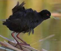 Black Crake