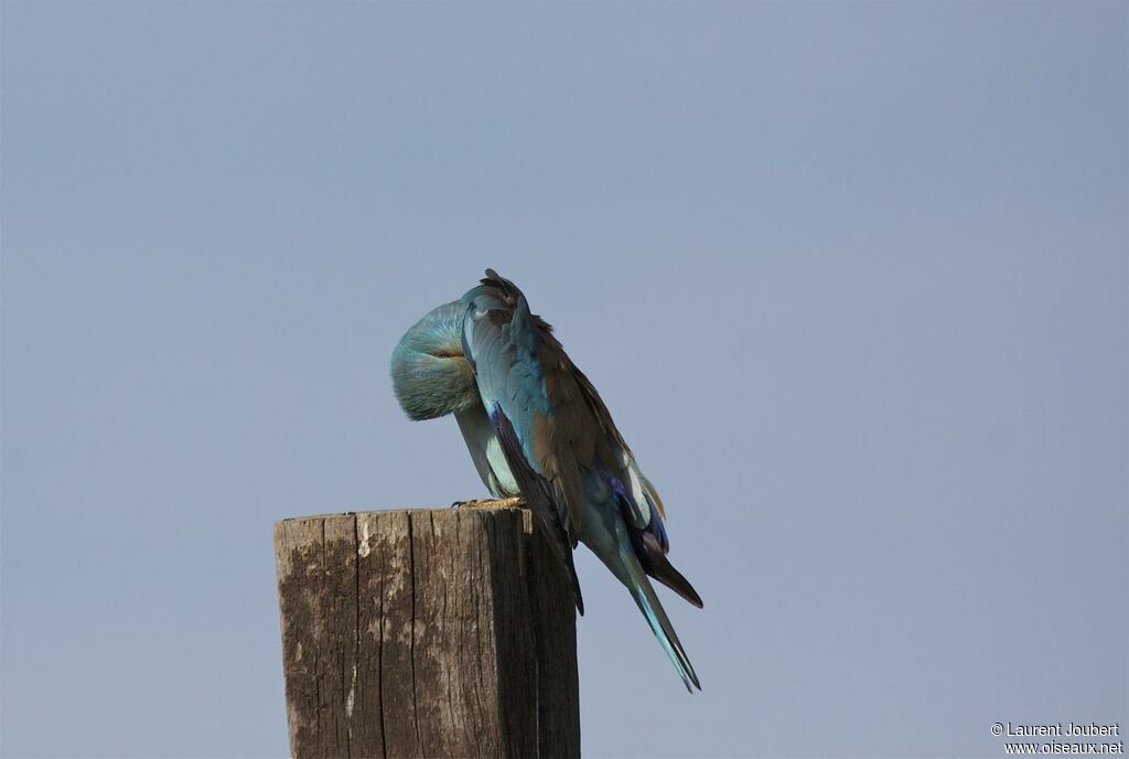 European Roller