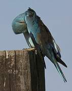 European Roller