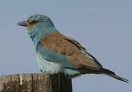 European Roller